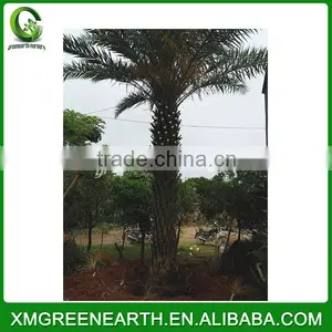 Phoenix Sylvestris Palms Trunk 4m thumbnail-1