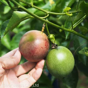 1KG Bulk Wholesale Passiflora Edulis Fruit Tree Seeds Hybrid Passion Fruit Seeds for Sale thumbnail-1