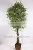 Jade Tree thumbnail-1