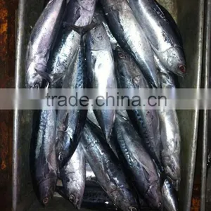 200g up W/R Sea Frozen Bonito and Auxis Thazard thumbnail-1