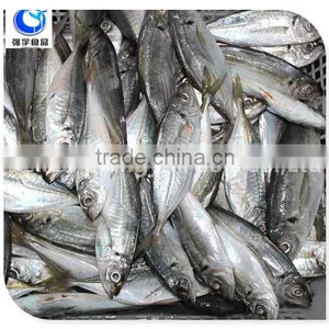 Wholesale Fishing Frozen Yellow Tail Horse Mackerel Fish thumbnail-5