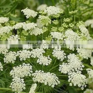 Ammi Majus ,Lace Flower , Ammi Majus Linn.,flower Seed,herb Seed,vegetalbe Seed,fruit Seed,grass Seed thumbnail-4