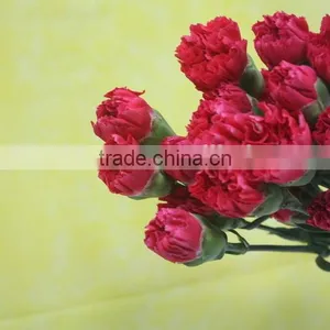 Good Smell Crazy Selling New Arrival Fresh Carnation for Home Decor thumbnail-1