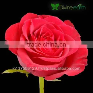 Cut Rose thumbnail-2