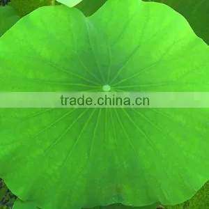 Top Quality Chinese Natural Herb Slimming Tea and Remove Heat Lotus Leaf Herbal Tea thumbnail-4