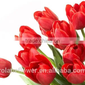 the High Quality Fresh Cut Tulip Bulbs Flower From Yunan thumbnail-1