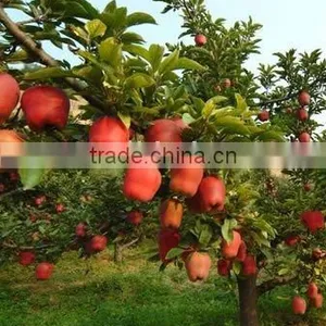 Delicious Tianshui Huaniu Apple thumbnail-1