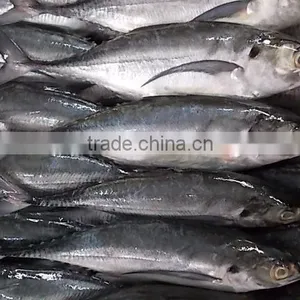 FROZEN HORSE MACKEREL WHOLE ROUND thumbnail-2