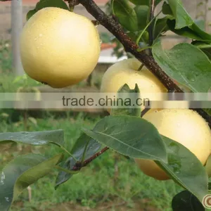 Fresh Golden Pear With Factory Price thumbnail-6