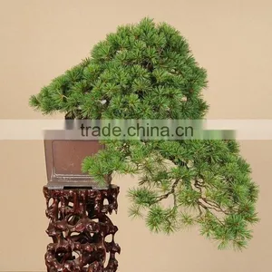 Bonsai Nursery thumbnail-1
