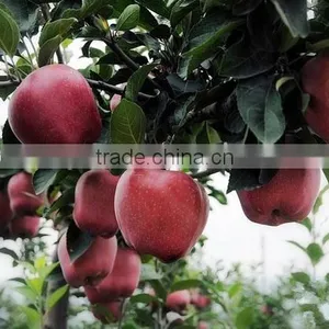 Fresh Apple Fruit for Sale Apple Fruit Fresh Price for Fresh Apple thumbnail-5