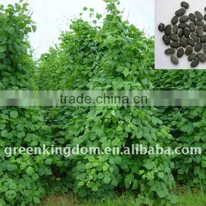 Warm Region Annual Lablab Bean Seed thumbnail-1