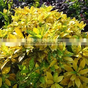 Multi Color Leaves Foliage Codiaeum Variegatum of Outdoor Landscaping Decorative Ornamental Plants thumbnail-4