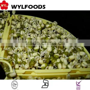 High Quality Frozen Soybean Sprout 2015 Best Price thumbnail-4