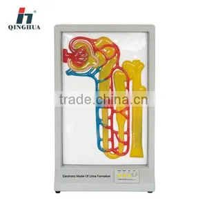 Elecronic Model of Urine Formation thumbnail-1