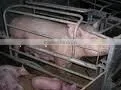Sow Farrowing Crates thumbnail-1
