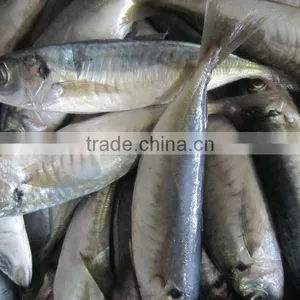 Whole Round Frozen Horse Mackerel on Sale thumbnail-1