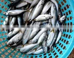 Frozen Mackerel Fish IQF Horse Mackerel thumbnail-2