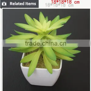 Wholesale China Succulent Plants With Pots thumbnail-6