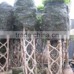 Ficus Cage Shape Square Shape 2m thumbnail-1