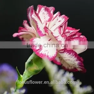 Export Fresh Fresh Cut Flowers Colombia Carnation to the Beloved thumbnail-4
