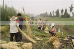 Huoqiu County Shou Shang Wickerwork Handicraft Co., Ltd. company overview - view 1 thumbnail