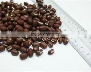 Red Small Beans thumbnail-1