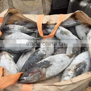 SkipJack Tuna ,stripe Tuna thumbnail-4