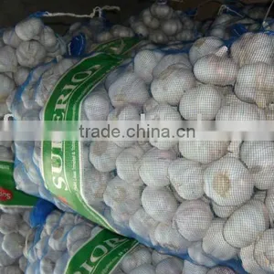 Chinese Fresh Garlic thumbnail-1