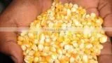 Yellow Maize thumbnail-1