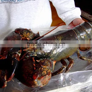 Live Candian Lobster thumbnail-2