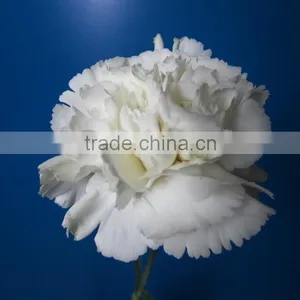 China Crazy Selling Fresh Cut Carnation Flower for Wholesale thumbnail-3