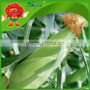 Sweet Yellow Corn/yellow Corn Price Yellow Corn for Human Consumption thumbnail-2