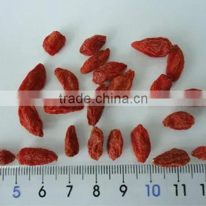 Organic Goji Berry thumbnail-1