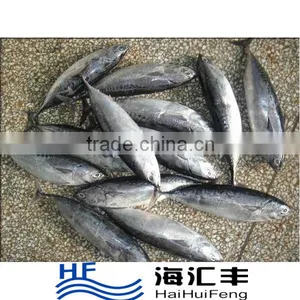 China Export Seafood Fish Wholesale Frozen Skipjack Whole Round, Sea Food Frozen Skipjack Tuna Price thumbnail-1