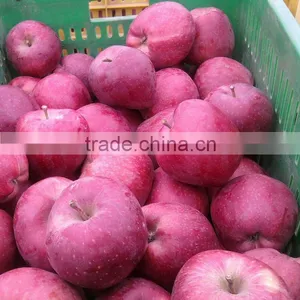 Red Huaniu Apple thumbnail-1