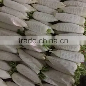 White Radish /green Radish Wholsale thumbnail-3