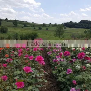 Rose Plants / Grafted Rose Plants thumbnail-3