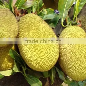 Big Friut Jackfruit Fruit Seeds Artocarpus Heterophyllus Seeds For Planting thumbnail-3
