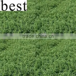 High Quality Stevioside Pure Powder 85% thumbnail-1