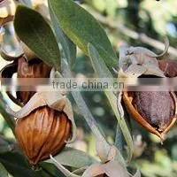 JOJOBA OIL COLD PRESSED thumbnail-1