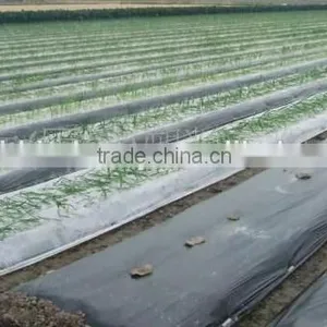 Agriculture Mulch Films ,perforated Clear Mulch Film (with 2 or 4 Holes) thumbnail-3