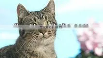 Pet Health Nutrition Cat Food Kitten Food Factory thumbnail-1