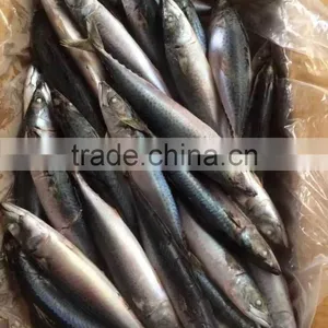 Xiamen Trading Company Mackerel Fish thumbnail-1