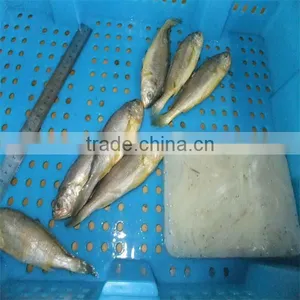 Quality Yellow Fish and Market Price of Fish thumbnail-1