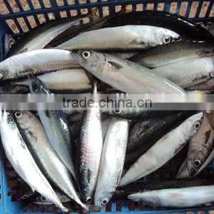 Frozen Mackerel Fish Good Quality thumbnail-5