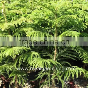 Araucaria Cunninghamia thumbnail-1