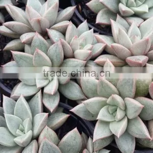 Graptopetalum Ametorum , Grapes Hybrid Decorative Plants Echeveria, Succulent Plants, Tropical Plants thumbnail-1