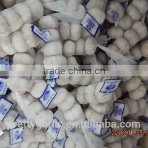GARLIC thumbnail-4