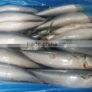 Frozen Mackerel Factory thumbnail-1